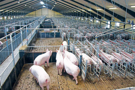 Sows in the mating unit