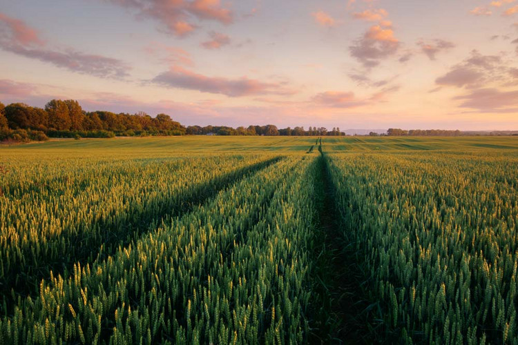 Green wheat field against the blue sky background