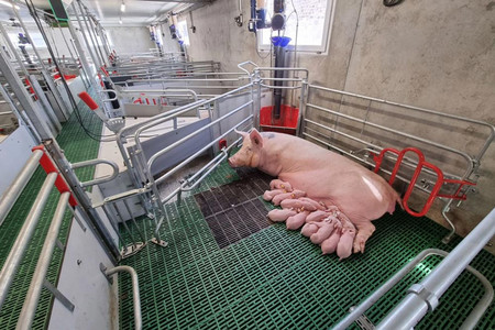Sow in Welsafe farrowing pen