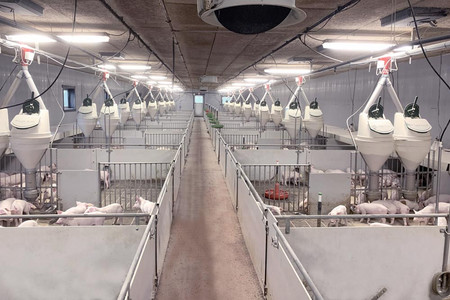 Weaner pigs in the weaner unit with feeders